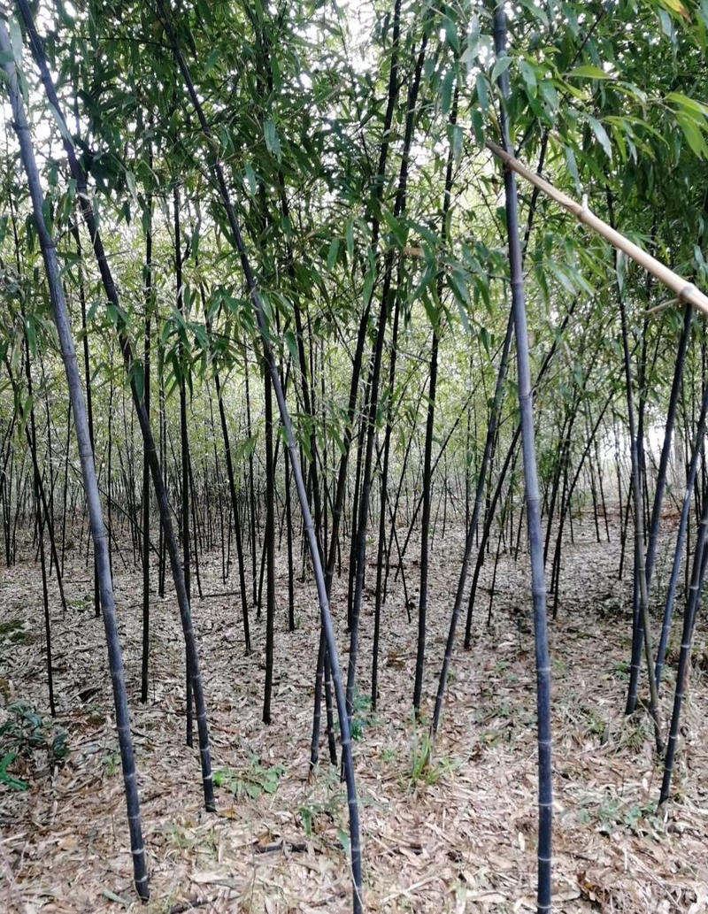 紫竹1-3公分精品质量一手货源