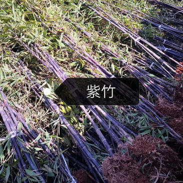 紫竹1-3公分精品质量一手货源