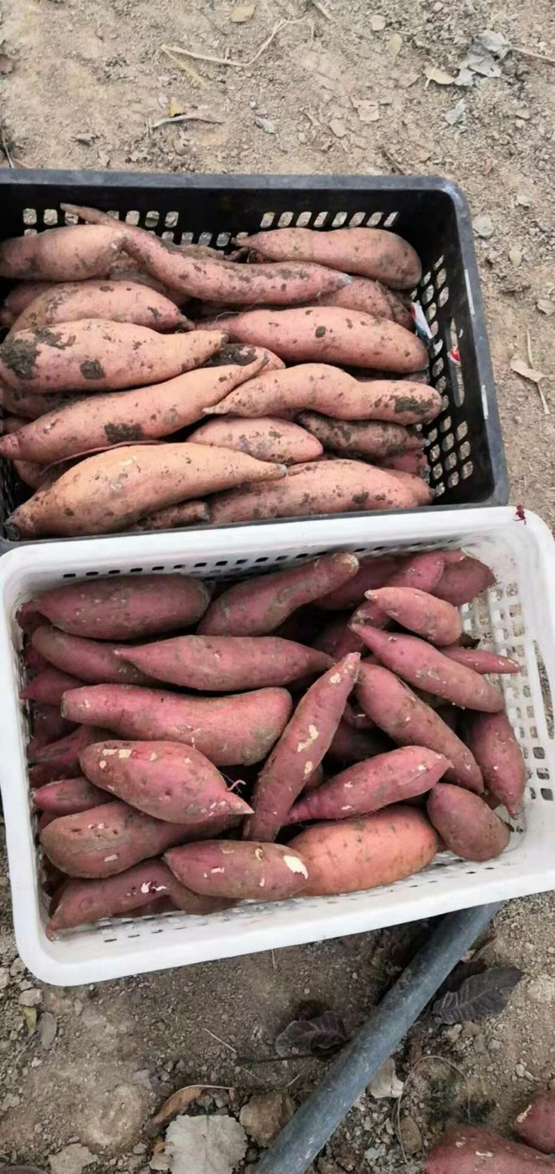 【有好货】热销，龙九烟薯259万亩基地价格优惠