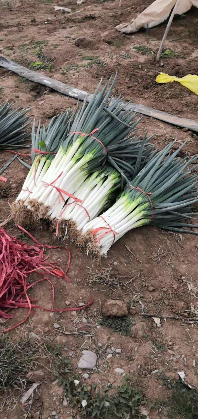 【今日特价】农户基地大葱货品漂亮量大老板可联系