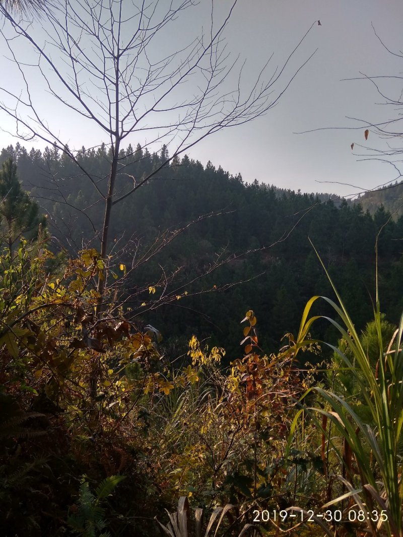 千亩以上山地转包或合作经营