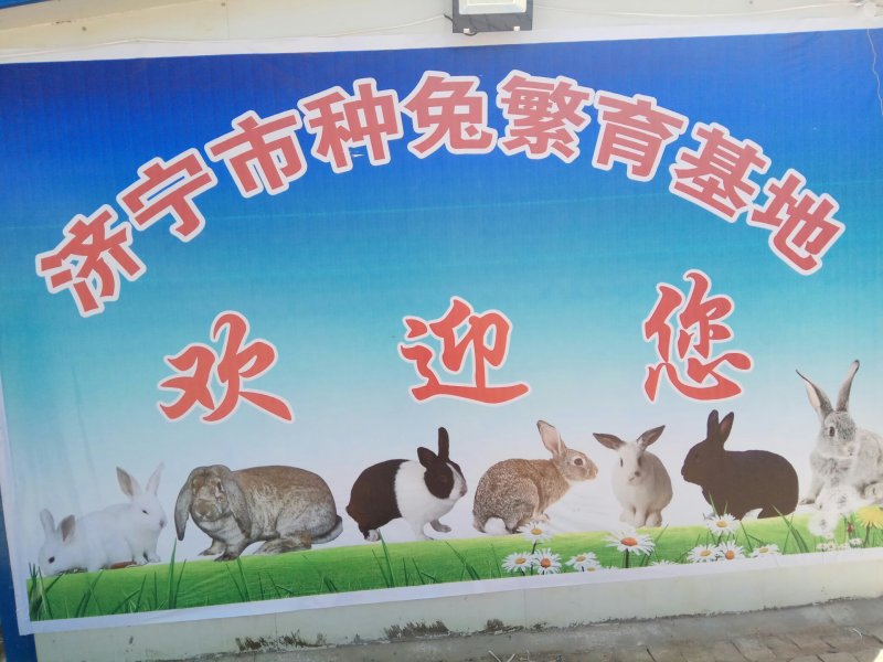 批发能圈养散养的比利时兔，杂交野兔，公羊兔，新西兰兔兔苗