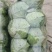 绿甘蓝1~2公斤精品。走超市，加工厂品质保障可视频