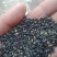 沙葱籽。内蒙古阿拉善左旗特产。