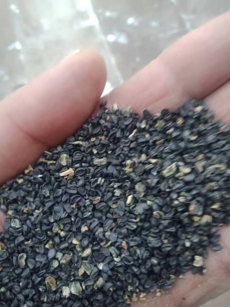 沙葱籽。内蒙古阿拉善左旗特产。