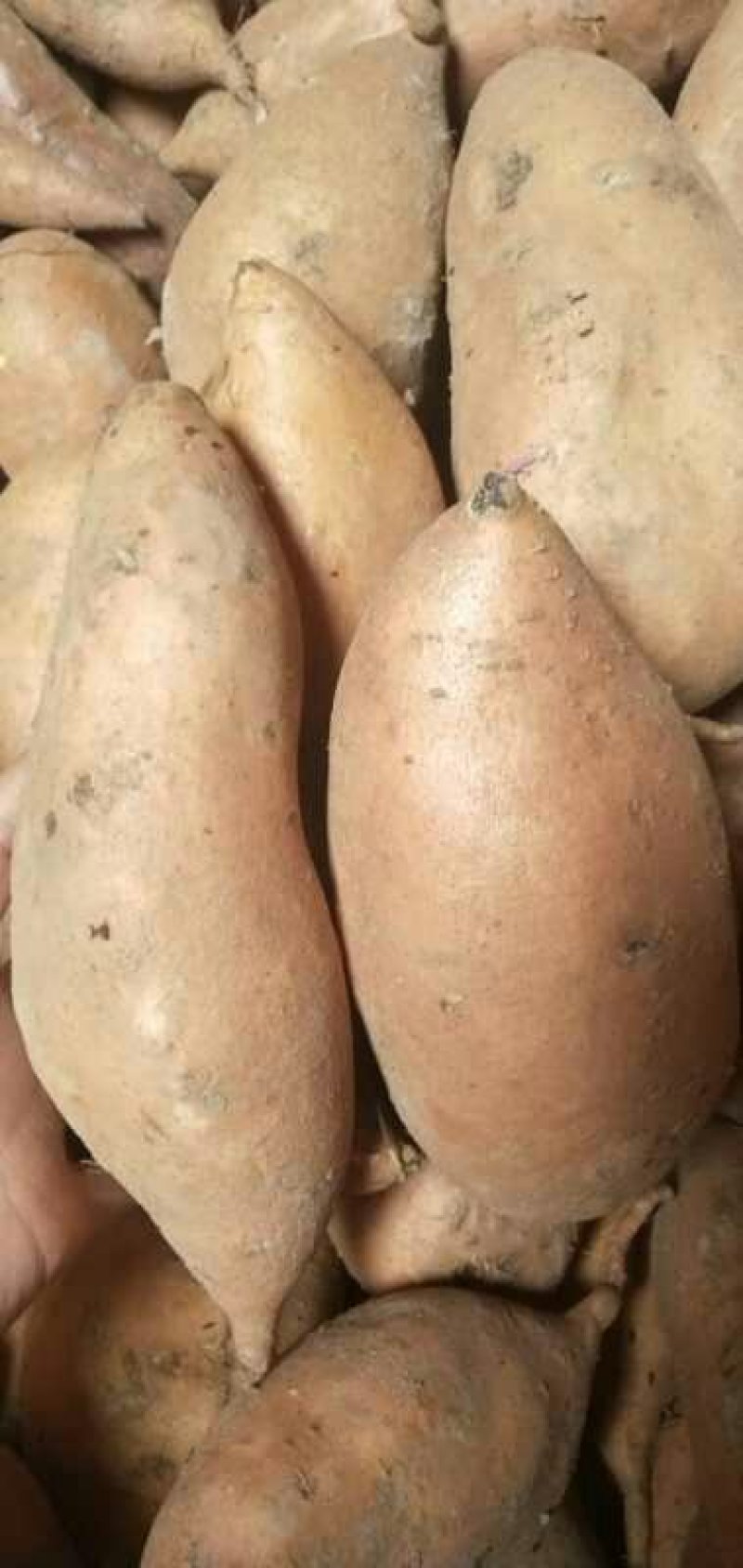 龙薯九号红薯地瓜大量供应保质保量