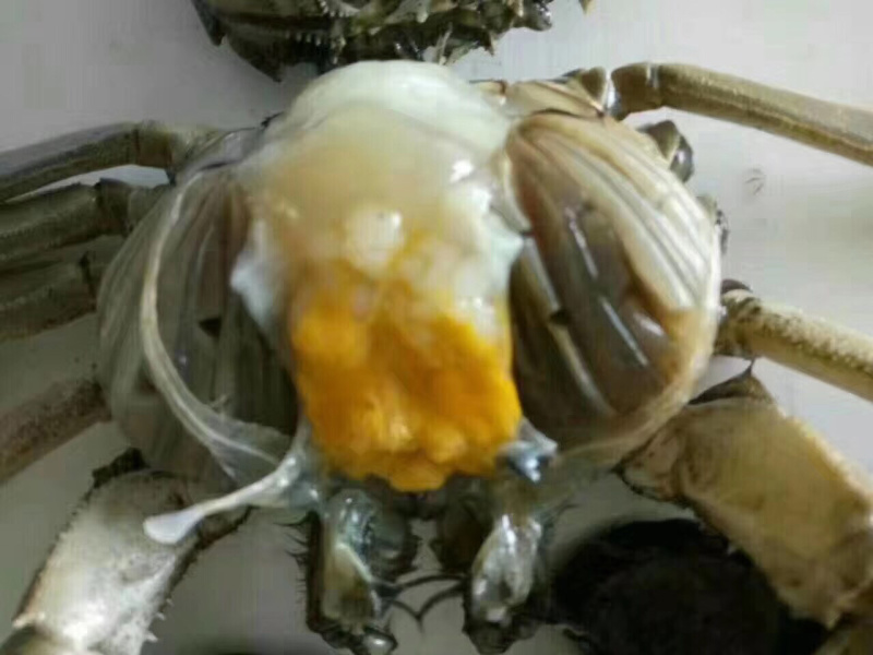 大闸蟹