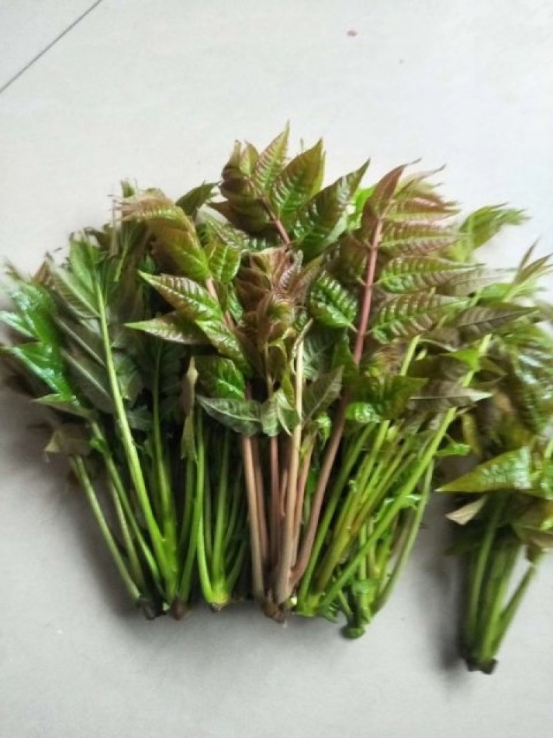 红油香椿芽，口感上佳。大棚，露天都有。