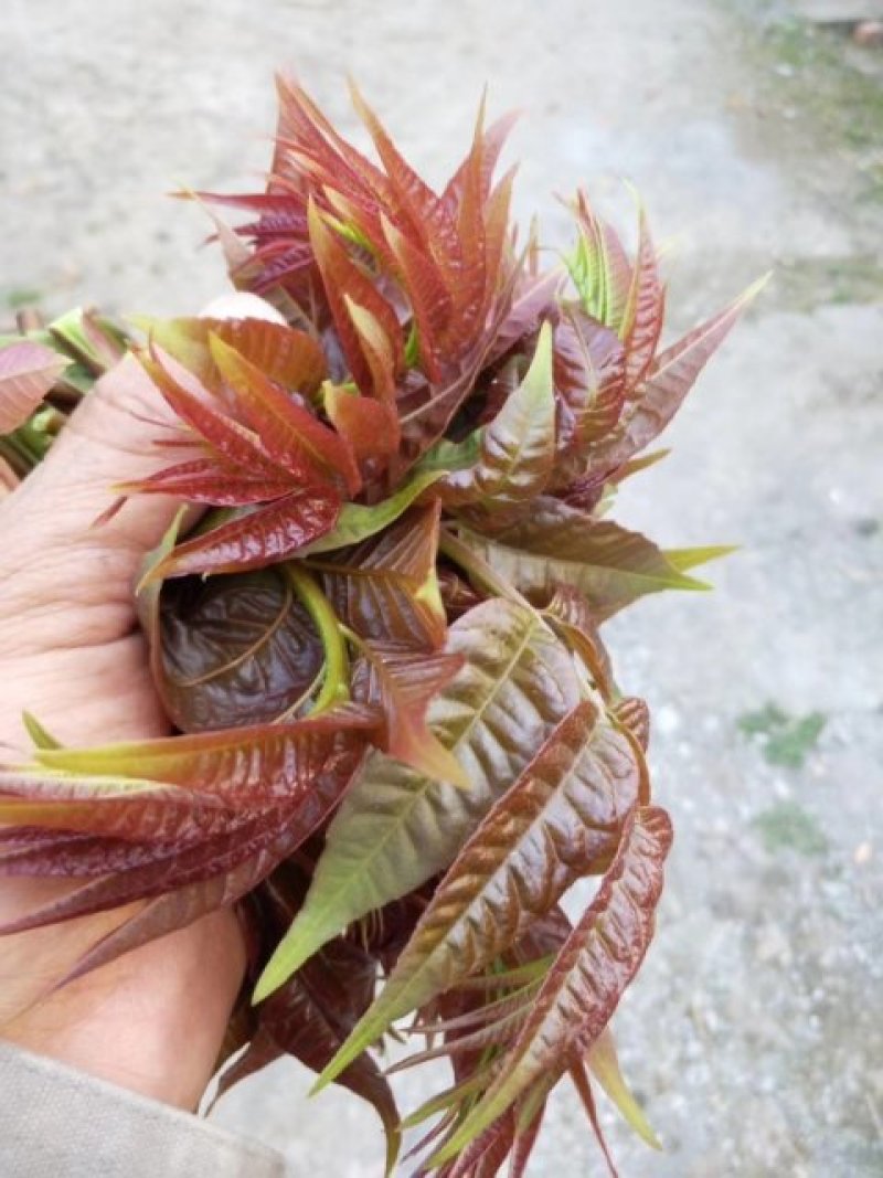 红油香椿芽，口感上佳。大棚，露天都有。