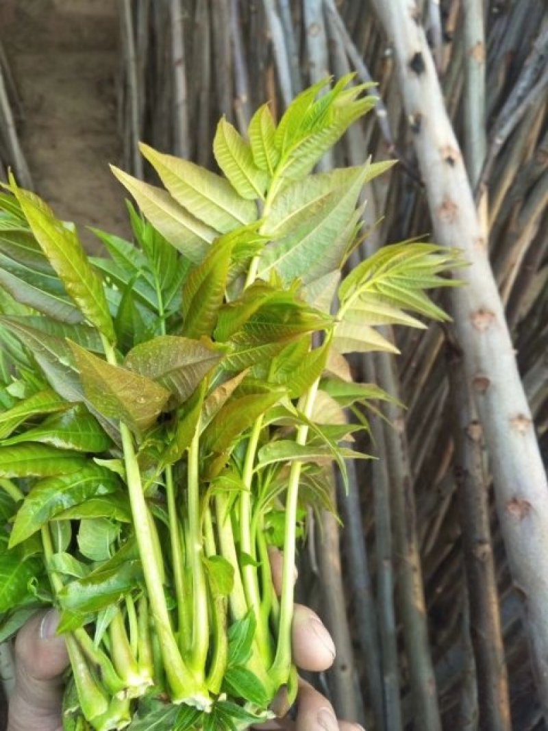 红油香椿芽，口感上佳。大棚，露天都有。