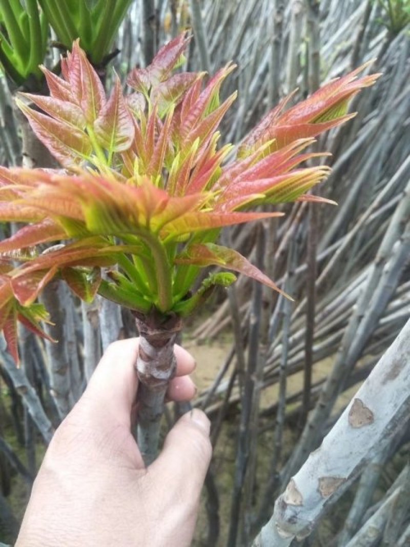 红油香椿芽，口感上佳。大棚，露天都有。