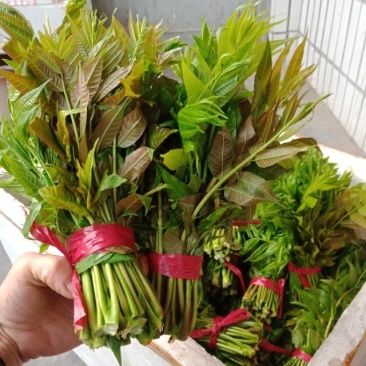 红油香椿芽，口感上佳。大棚，露天都有。