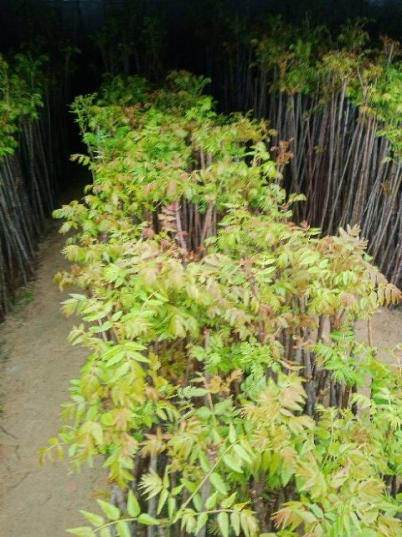 红油香椿芽，口感上佳。大棚，露天都有。