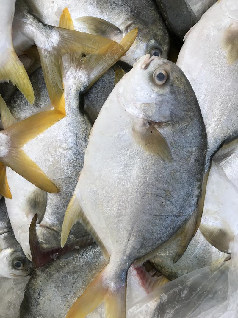 金鲳鱼新鲜金鲳鱼海鲜水产大鲳鱼镜鱼平鱼大金鲳
