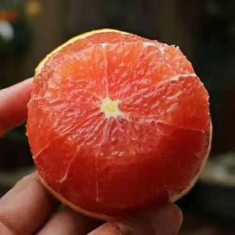 卡拉卡红肉橙，脐橙苗基地直发保根保湿包装发货