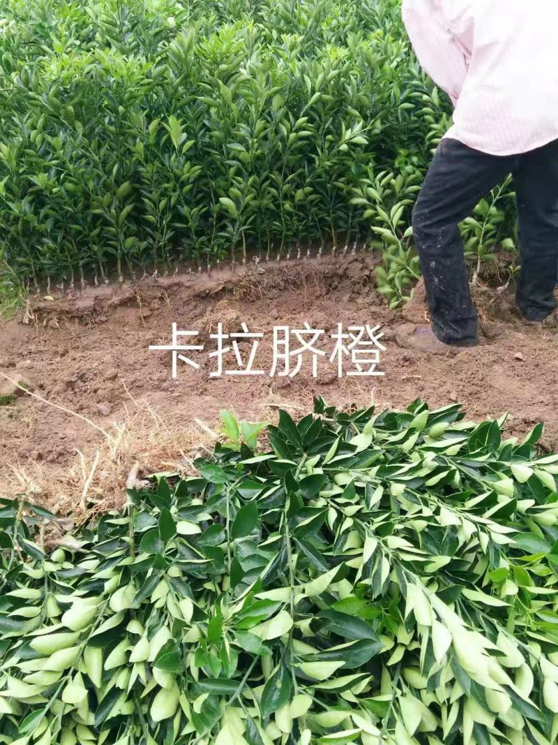 卡拉卡红肉橙，脐橙苗基地直发保根保湿包装发货