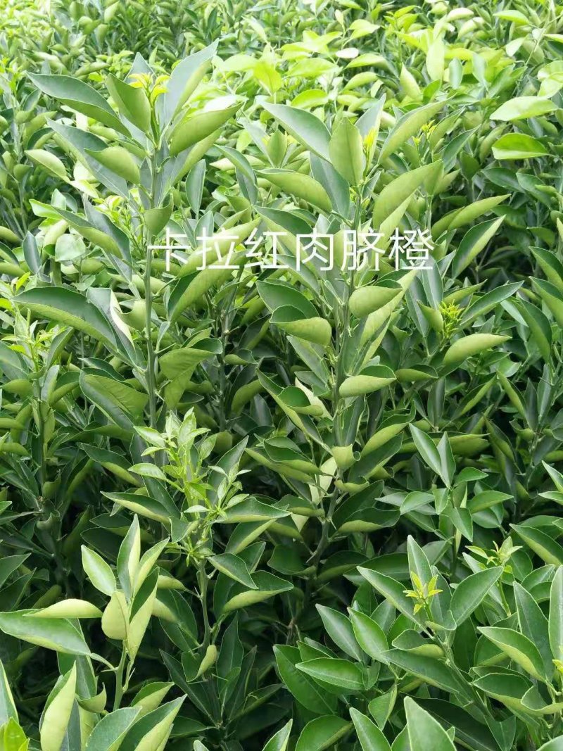 卡拉卡红肉橙，脐橙苗基地直发保根保湿包装发货