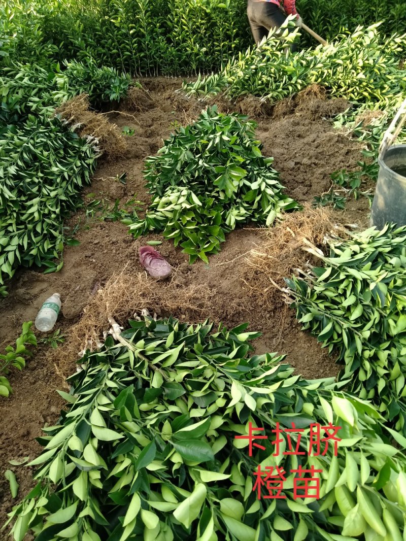 卡拉卡红肉橙，脐橙苗基地直发保根保湿包装发货