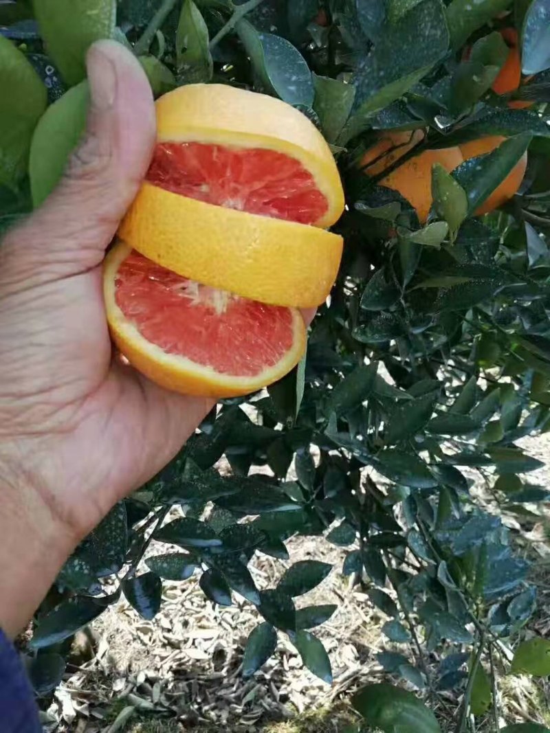 卡拉卡红肉橙，脐橙苗基地直发保根保湿包装发货