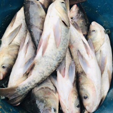 冷水库湾胖头鱼