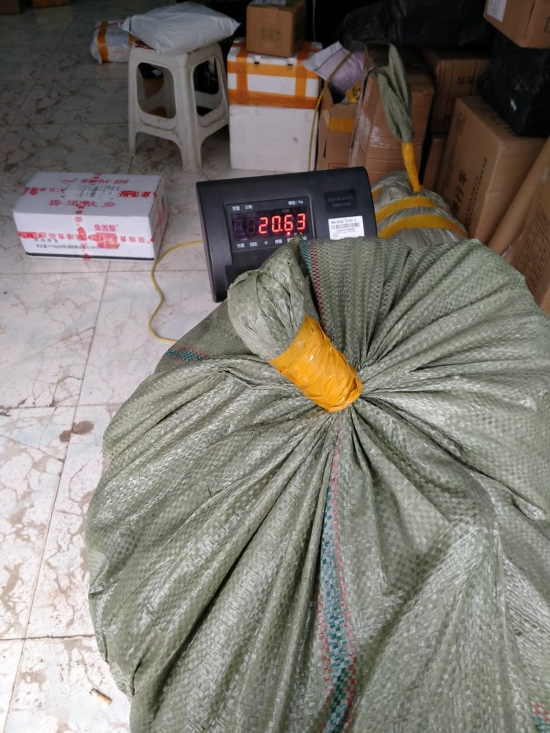 卡拉卡红肉橙，脐橙苗基地直发保根保湿包装发货
