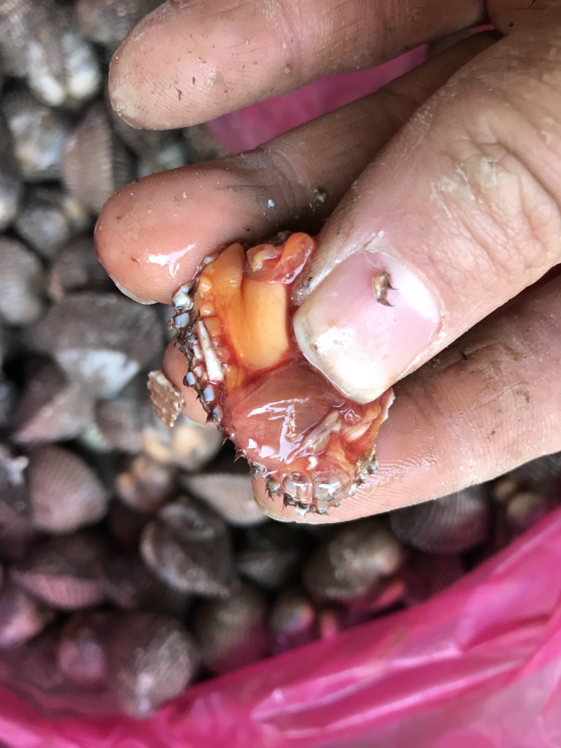 毛蛤血蛤毛蛤鲜活新鲜海鲜水产贝类赤连云港特产蛤蜊毛蚬