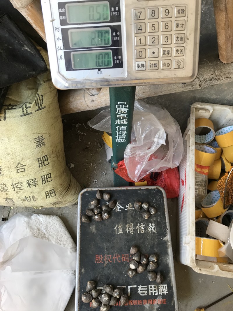 毛蛤血蛤毛蛤鲜活新鲜海鲜水产贝类赤连云港特产蛤蜊毛蚬