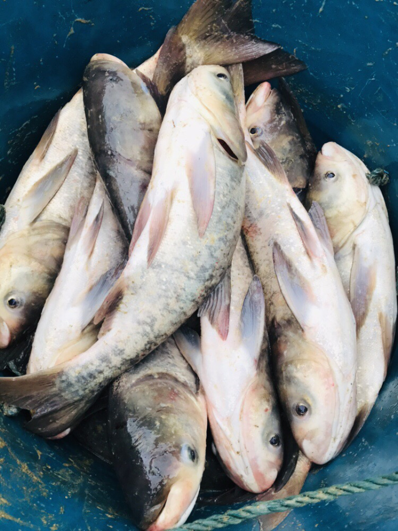 库湾冷水胖头鱼