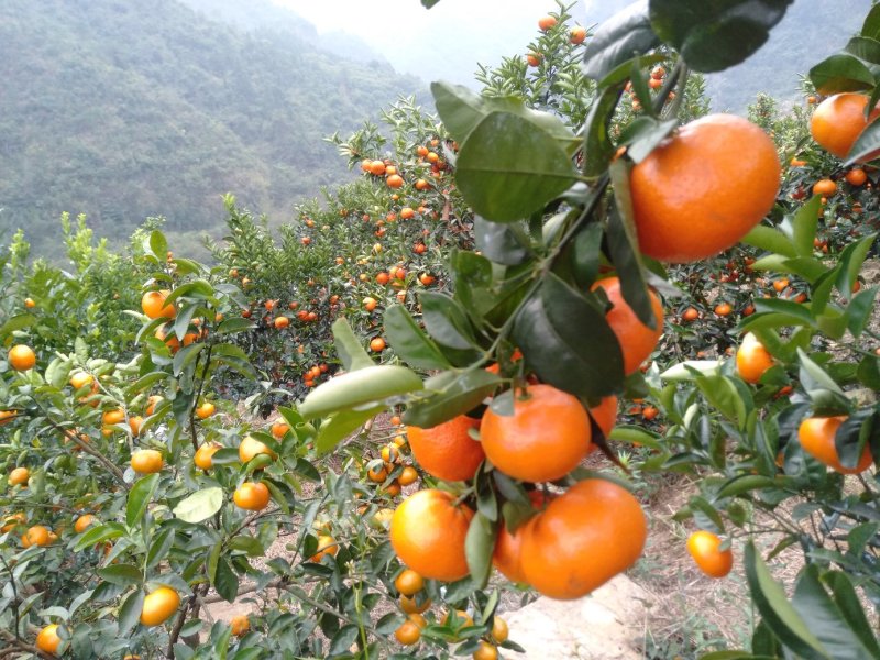 三十万金秀精品默科特橘红度上市大量现货供应