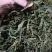 缅甸茶树野生螃蟹脚