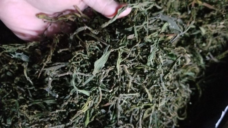 缅甸茶树野生螃蟹脚