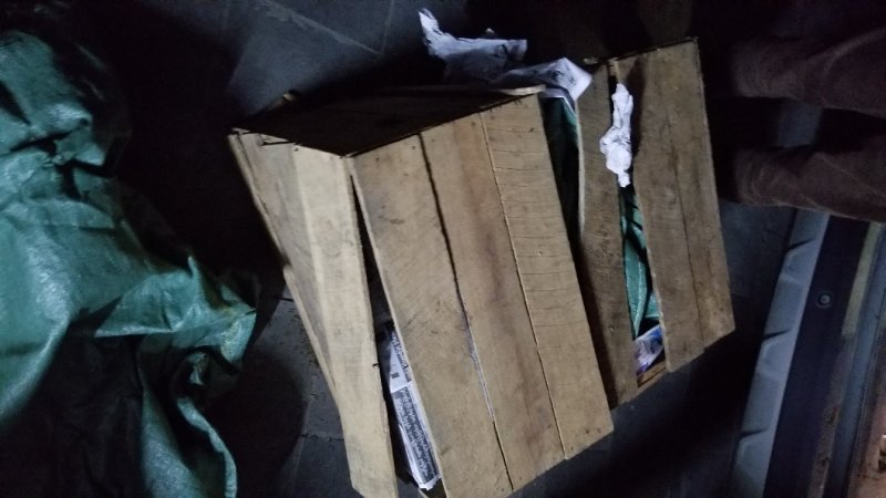 缅甸茶树野生螃蟹脚