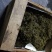 缅甸茶树野生螃蟹脚