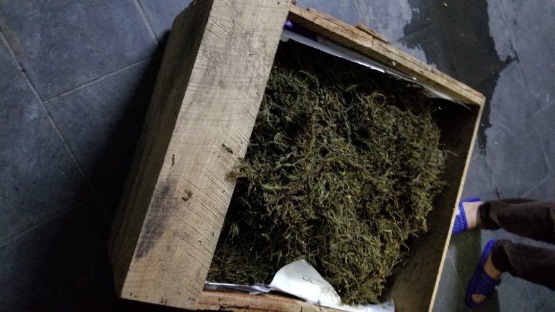 缅甸茶树野生螃蟹脚