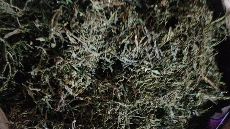 缅甸茶树野生螃蟹脚
