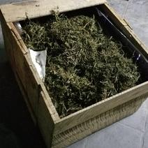 缅甸茶树野生螃蟹脚