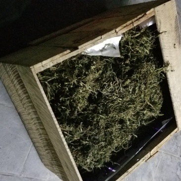 缅甸茶树野生螃蟹脚