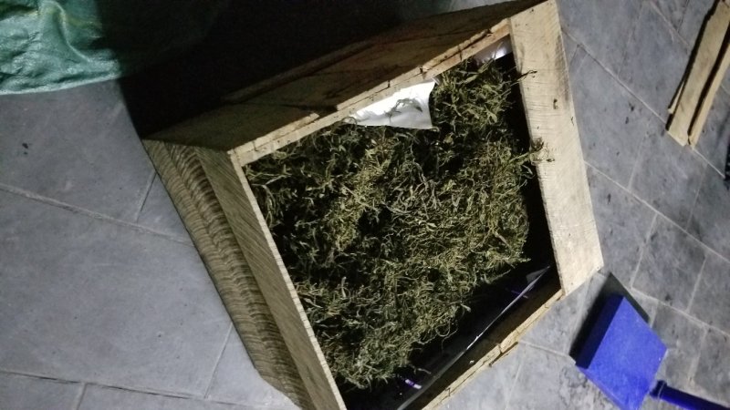 缅甸茶树野生螃蟹脚