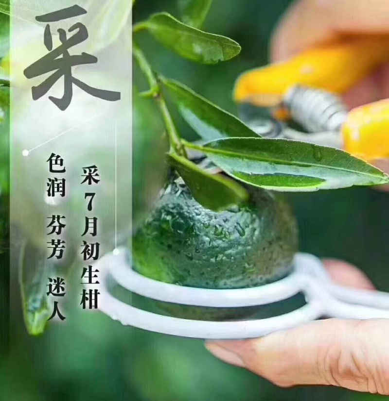 新会君和柑郎小青柑普茶正宗新会天马老树小青柑