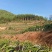 千亩以上山地转包或合作经营