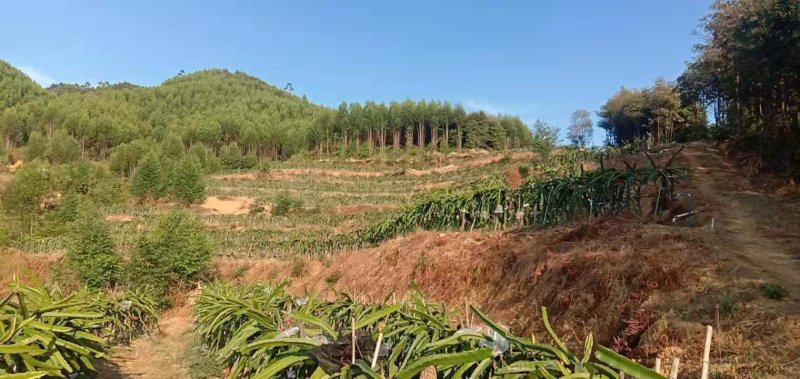 千亩以上山地转包或合作经营