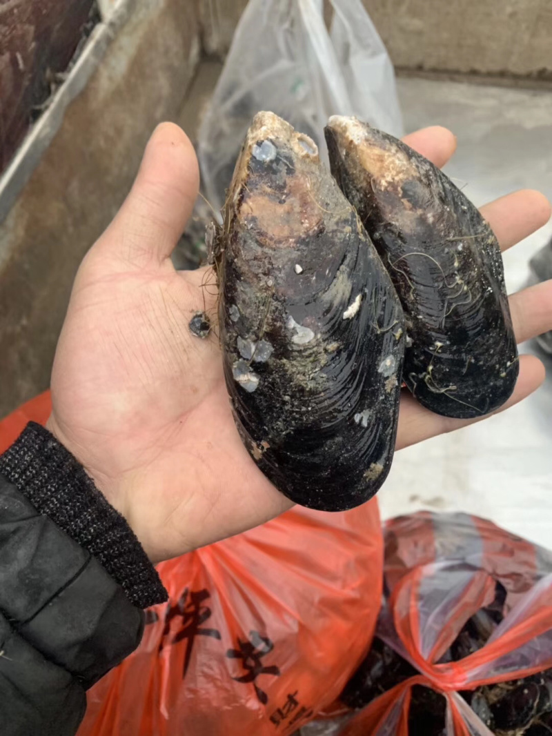 青口贝青口贝鲜活新鲜海虹贻贝海鲜水产贝类淡菜烧