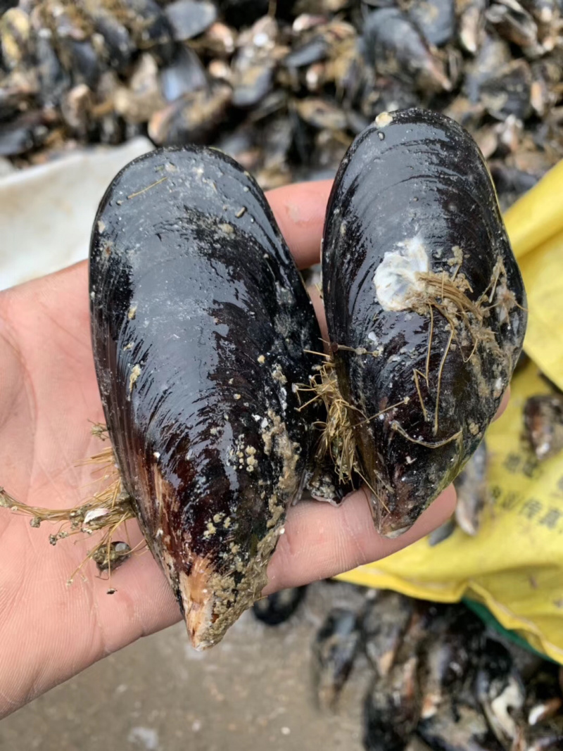 青口贝青口贝鲜活新鲜海虹贻贝海鲜水产贝类淡菜烧