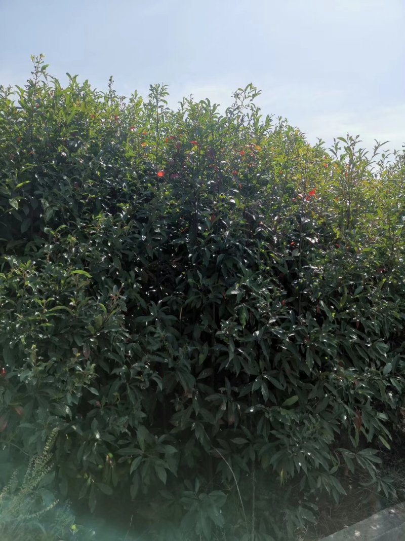 杜英苗山杜英杜英袋苗杜英裸根苗等造林苗木