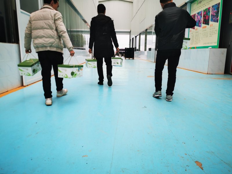盐亭特产七里花乡桑椹系列礼盒春节送礼佳品