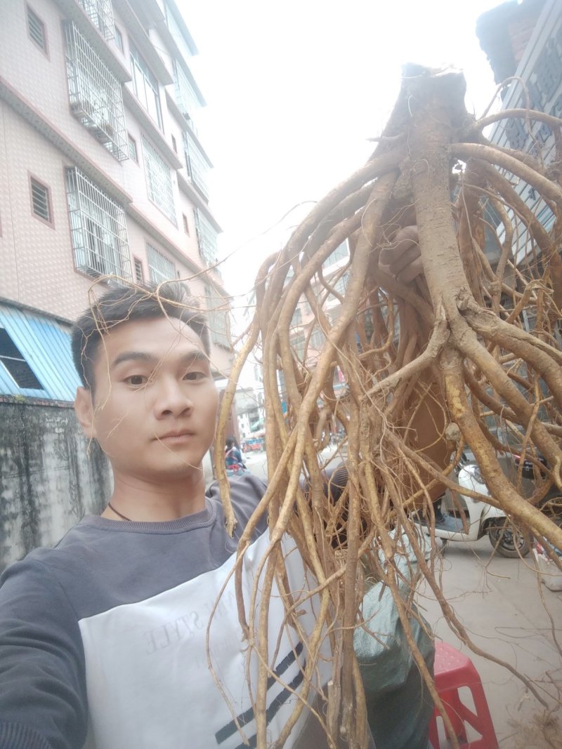 正宗广西五指毛桃根！品质是我的宗旨！请广大客户放心购买！