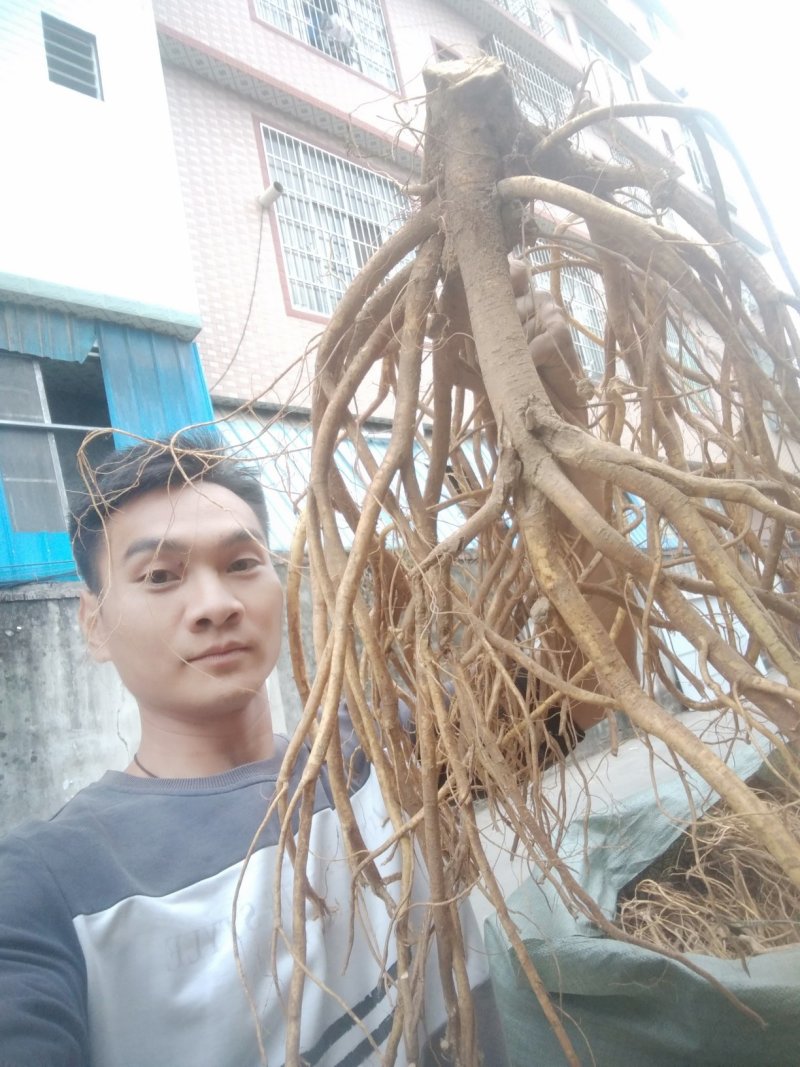 正宗广西五指毛桃根！品质是我的宗旨！请广大客户放心购买！