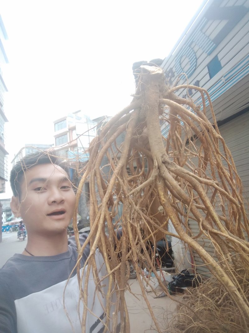 正宗广西五指毛桃根！品质是我的宗旨！请广大客户放心购买！