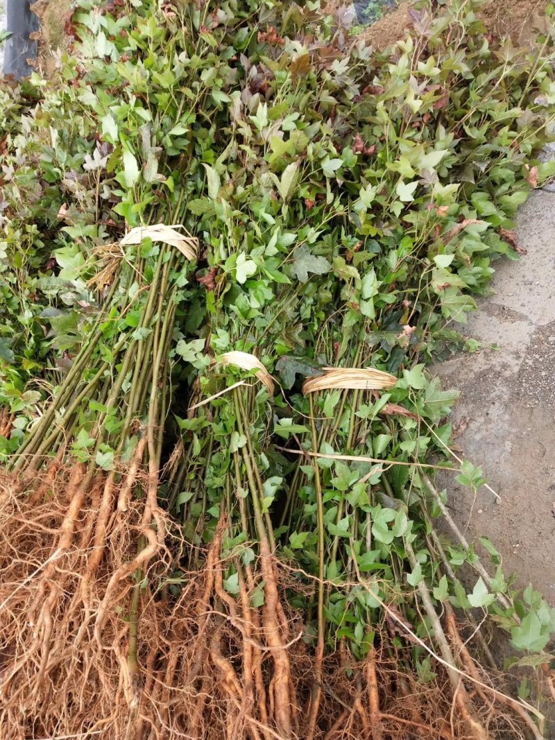 枫香枫香苗枫香袋苗等各种规格袋苗等造林苗木