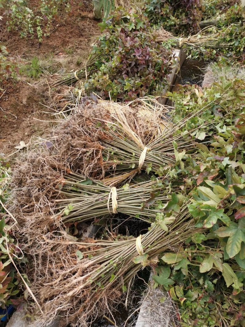 枫香枫香苗枫香袋苗等各种规格袋苗等造林苗木